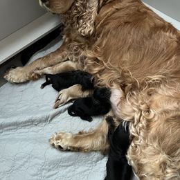 English Cocker Spaniel Puppies from Spring Run English Cocker Spaniels