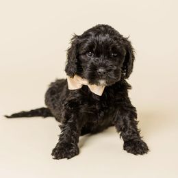 Dallas - Black male Cavapoo puppy in New River, Arizona from Catella Cavaliers and Cavapoos
