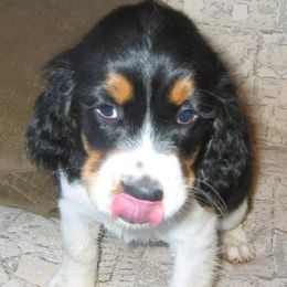 English Springer Spaniels from II Shea Ranch