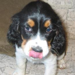 English Springer Spaniels from II Shea Ranch