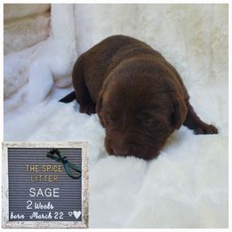 Sage - green - Chocolate Labrador Retriever puppy in Woodstock, Georgia from River Ridge Labrador Retrievers
