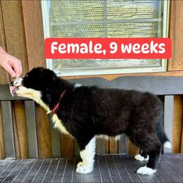 Red collar - Black and white female Yakutian Laika puppy in Bethel, Ohio from Caldersong Kennels
