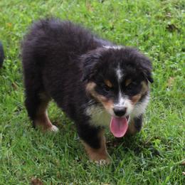 Houston - Black tri-color male Australian Shepherd puppy in Kansas, Oklahoma from Windy G Farm
