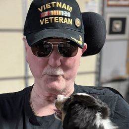 ROCKET - Miniature American Shepherd puppy from Sweetheart Aussies