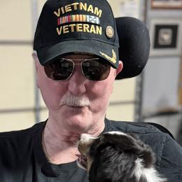 ROCKET - Miniature American Shepherd puppy from Sweetheart Aussies