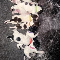 Badger - Yellow Collar - Liver and white male German Shorthaired Pointer puppy in San Tan Valley, Arizona from Upland Valley Kennels