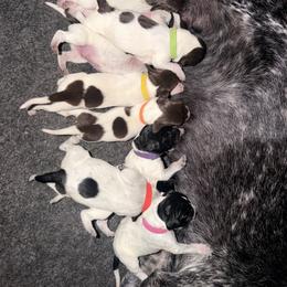 Badger - Yellow Collar - Liver and white male German Shorthaired Pointer puppy in San Tan Valley, Arizona from Upland Valley Kennels