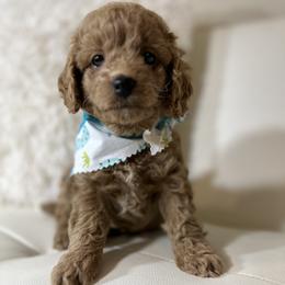 Cavalier King Charles Spaniel and Poodle Puppies from Cav.ish's Missouri Cavaliers and Poodles