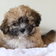 Maltipoo, Shichon, and Shihpoo Puppies from Timbercreek Puppies