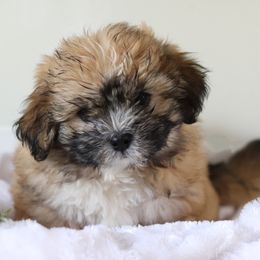 Maltipoo, Shichon, and Shihpoo Puppies from Timbercreek Puppies