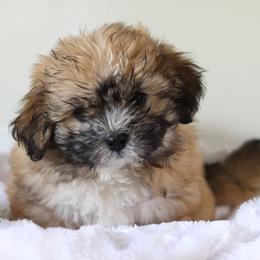 Maltipoo, Shichon, and Shihpoo Puppies from Timbercreek Puppies