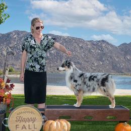 Sierra - Miniature American Shepherd