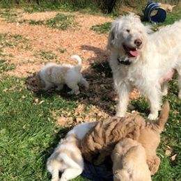 Labradoodles from Jennifer Krause