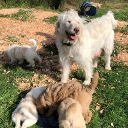 Labradoodles from Jennifer Krause