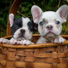 French Bulldog Puppies from Dfbhueso