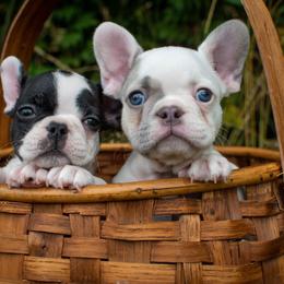 French Bulldog Puppies from Dfbhueso