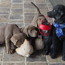 Dilute Retriever puppies from Circle D Farms