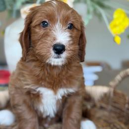 Nash - Red  male Goldendoodle puppy in Yuciapa, California from AlltheDoodlez_