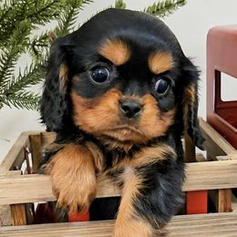 Duke - Black and tan male Cavalier King Charles Spaniel puppy in Blackfoot, Idaho from Rocky Desert Goldens and Cavaliers