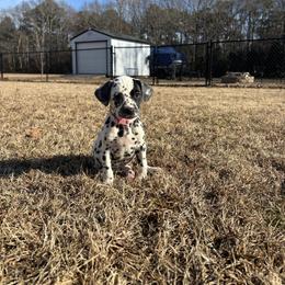 Pink collar girl(HUA) - White and black female Dalmatian puppy in Wilson, North Carolina from New Horizonz Dalmatians