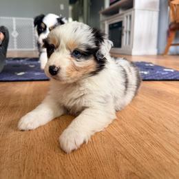 Kimi - Blue merle female Australian Shepherd puppy in Ashland, Ohio from SS Australian Shepherds