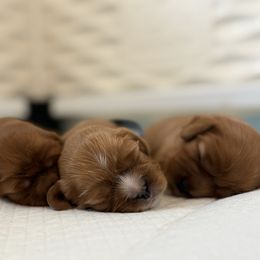 Cavalier King Charles Spaniel puppies from Mystic Cavaliers LLC