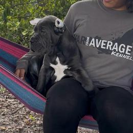 Adora - Gray female Cane Corso puppy in Clewiston, Florida from Far From Average Kennels