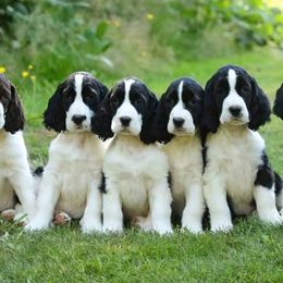 English Springer Spaniels and Labrador Retrievers from Buffie Gonzales