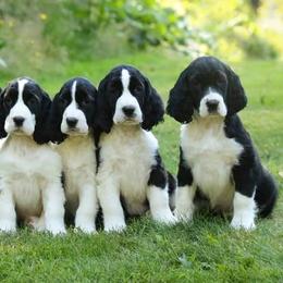 English Springer Spaniels and Labrador Retrievers from Buffie Gonzales