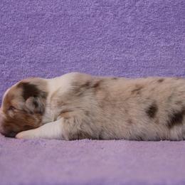 Australian Shepherd Puppies from Starlit Grove Australian Shepherds