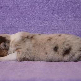 Australian Shepherd Puppies from Starlit Grove Australian Shepherds