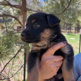 Hyacinth - Black and tan female German Shepherd puppy in Colorado Springs, Colorado from Forest Home Shepherds