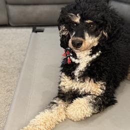 Sybil - Poodle