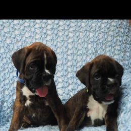 Boxer, Dalmatian, and Rottweiler Puppies from Poconopaws