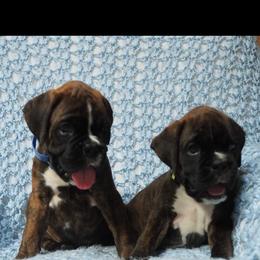 Boxer, Dalmatian, and Rottweiler Puppies from Poconopaws
