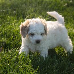 Australian Shepherd, Goldendoodle, and Poodle Puppies from 5AFarms