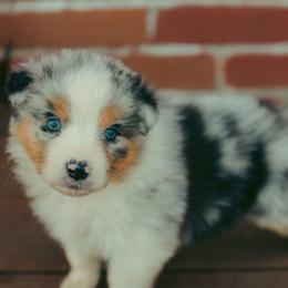 Blue merle male - Tinsel - Blue merle male Australian Shepherd puppy in Cotati, California from Tried and True Aussies