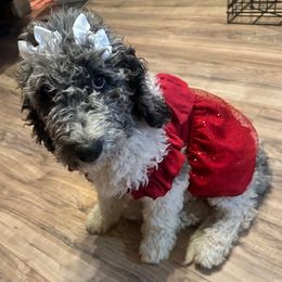 Shortcake - Merle female Goldendoodle puppy in Greensboro, Georgia from B’s Doodles