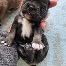 AKC blue boy - Blue fawn male Chihuahua puppy in Duvall, Washington from Chihuahua Long Coats