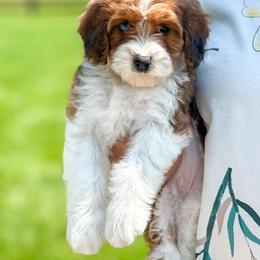 Bernedoodle and Cavapoochon Puppies from This is Doodles