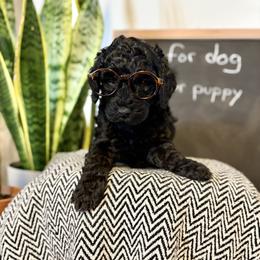 Girl 5 - Phantom female Goldendoodle puppy in Washington, Illinois from Lola Bear Goldendoodles