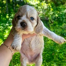 Female 1 - Buff and white female Cocker Spaniel puppy in Clinton, Tennessee from High Hopes Hounds