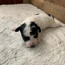 Cinder - Parti male Poodle puppy in Haddam, Kansas from Golden B Acres