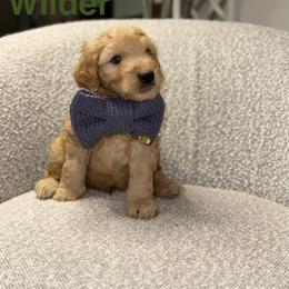 Wilder - Red  male Goldendoodle puppy in Layton, Utah from Gracious Doodle Dogs