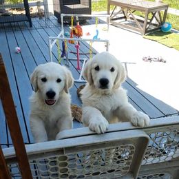 Golden Retriever Puppies from Kansas Prairie Pups