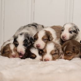 Australian Shepherd Puppies from Carolina Aussies