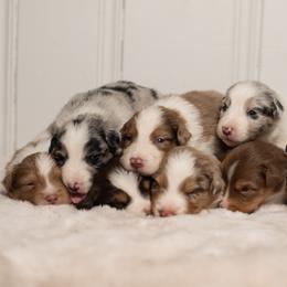 Australian Shepherd Puppies from Carolina Aussies