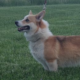 Lola - Pembroke Welsh Corgi