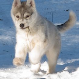 Siberian Husky Puppies from Zuska Siberians