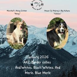 Border Collie puppies from Flying M Cactus Ranch Buddies